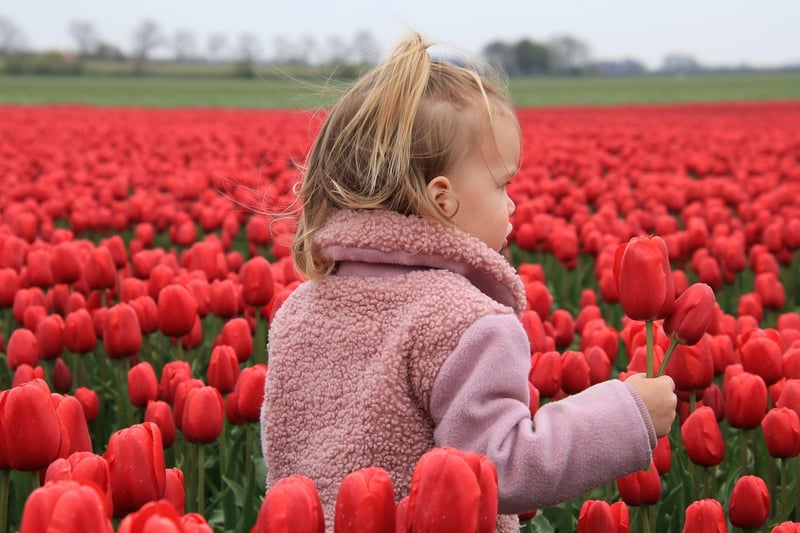 Netherlands Image
